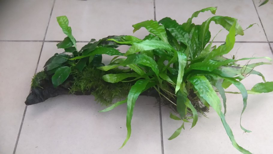 Анубиас бартера