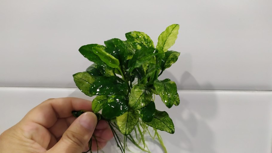 Анубиас Аурикулата