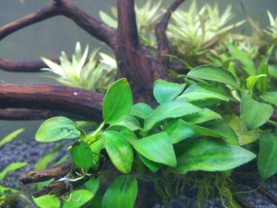 Гигрофила Эхинодорус