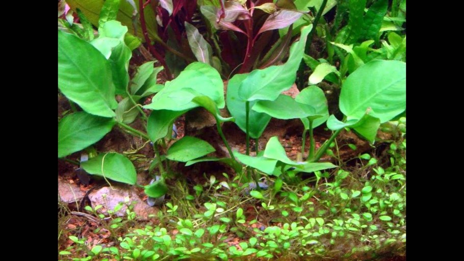 Anubias species 'short & Sharp'
