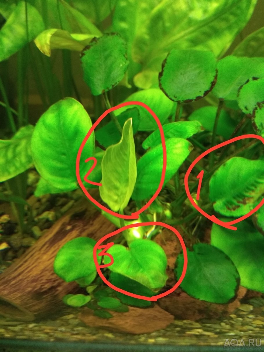 Папоротник анубиас