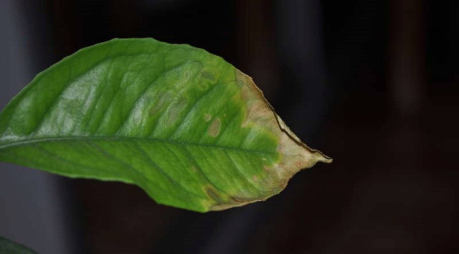 Анубиас бартери Нана long Wavy