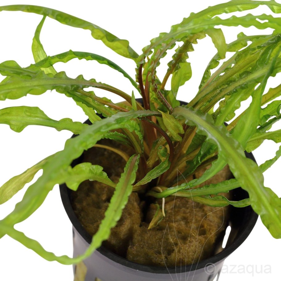 Анубиасы аквариумные растения болезни