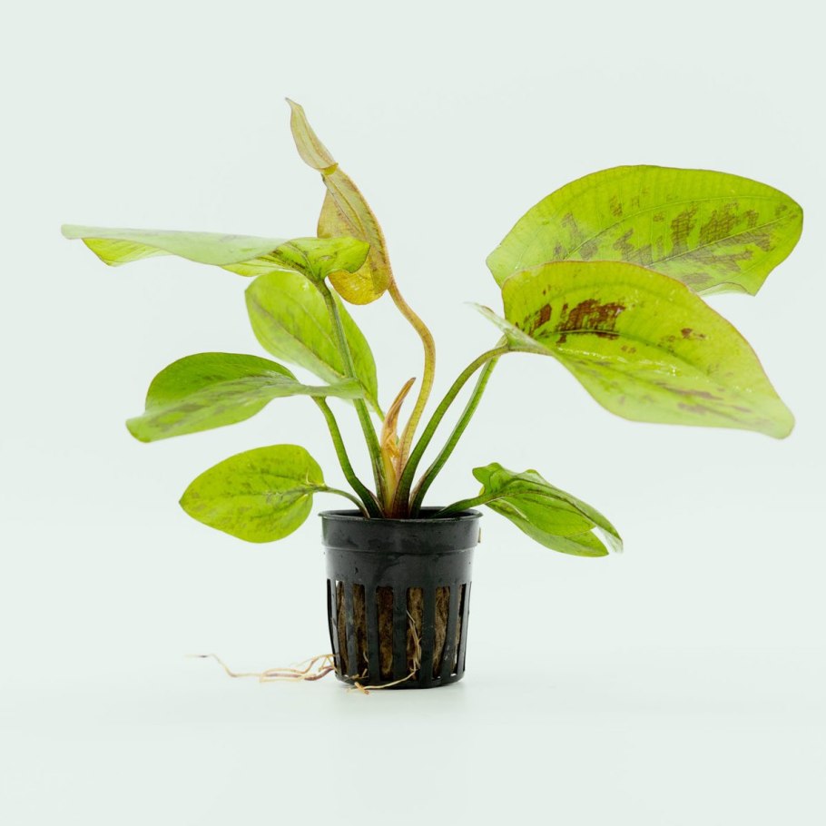 Криптокорина Вендта Грин