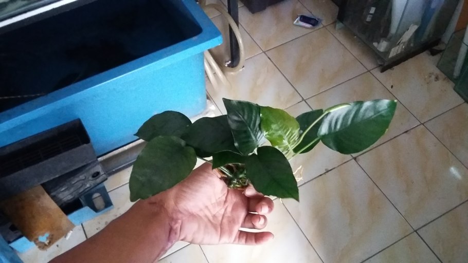 Анубиас бартери Нана long Wavy