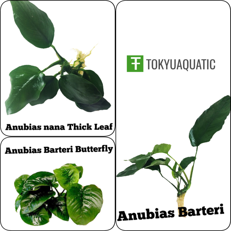Анубиас бартера Нана толстый лист