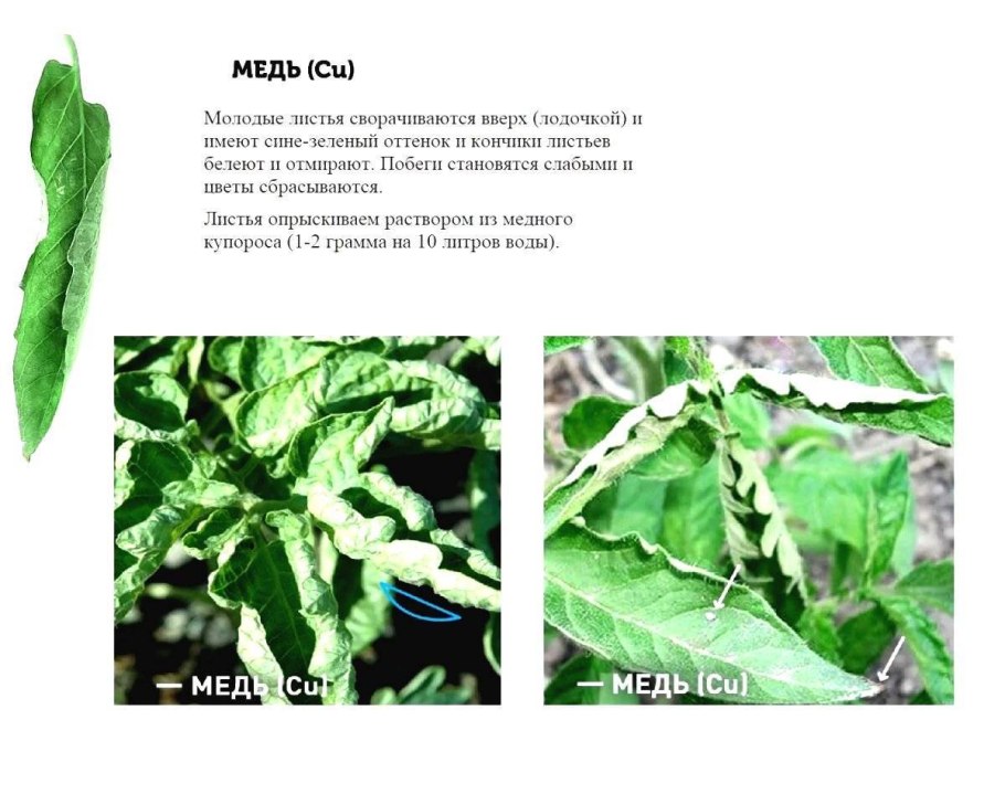 У томатов скручиваются листья вниз