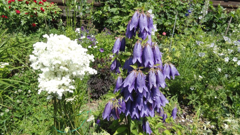 Колокольчик точечный "Purple Sensation"