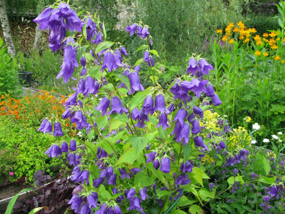 Колокольчик гибридный Сарастро