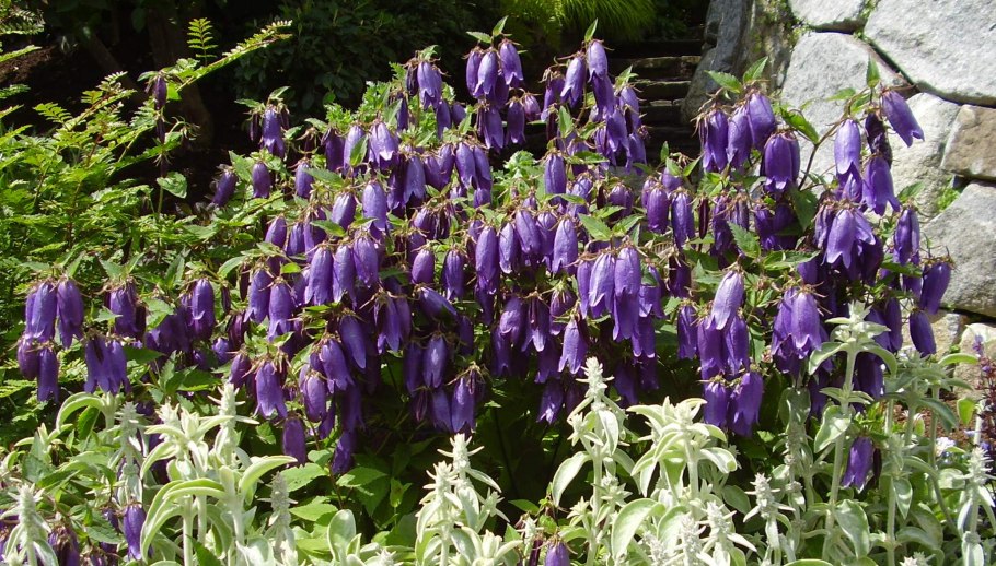 Колокольчик точечный Sarastro