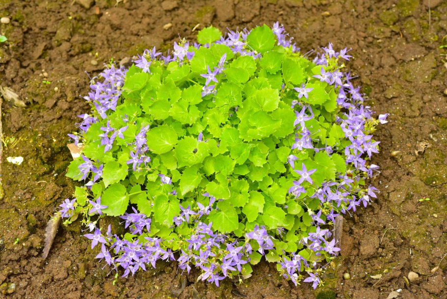 Колокольчик персиколистный (Campanula persicifolia)