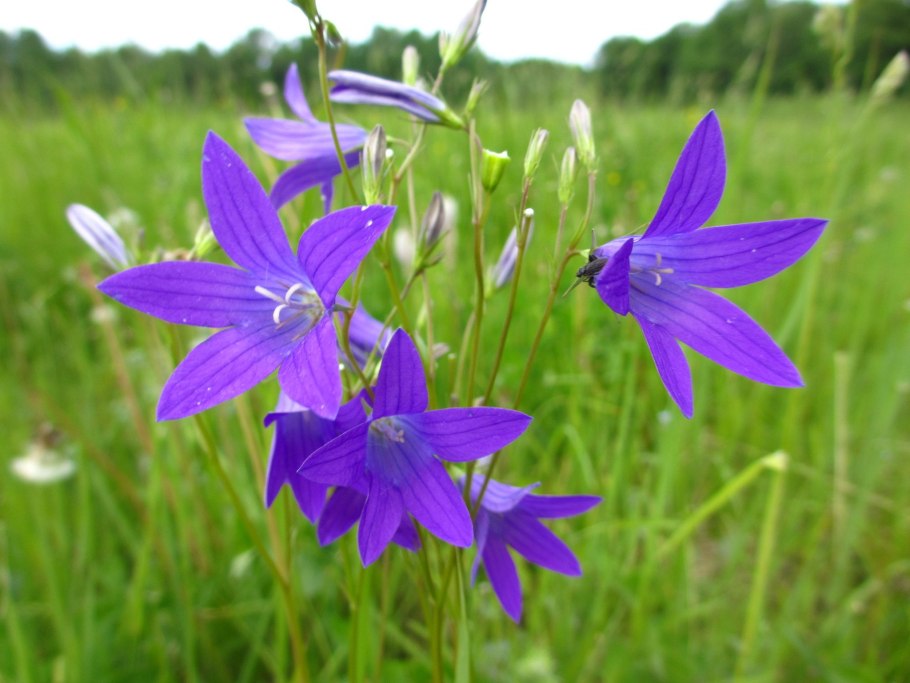 Кампанула Луговая