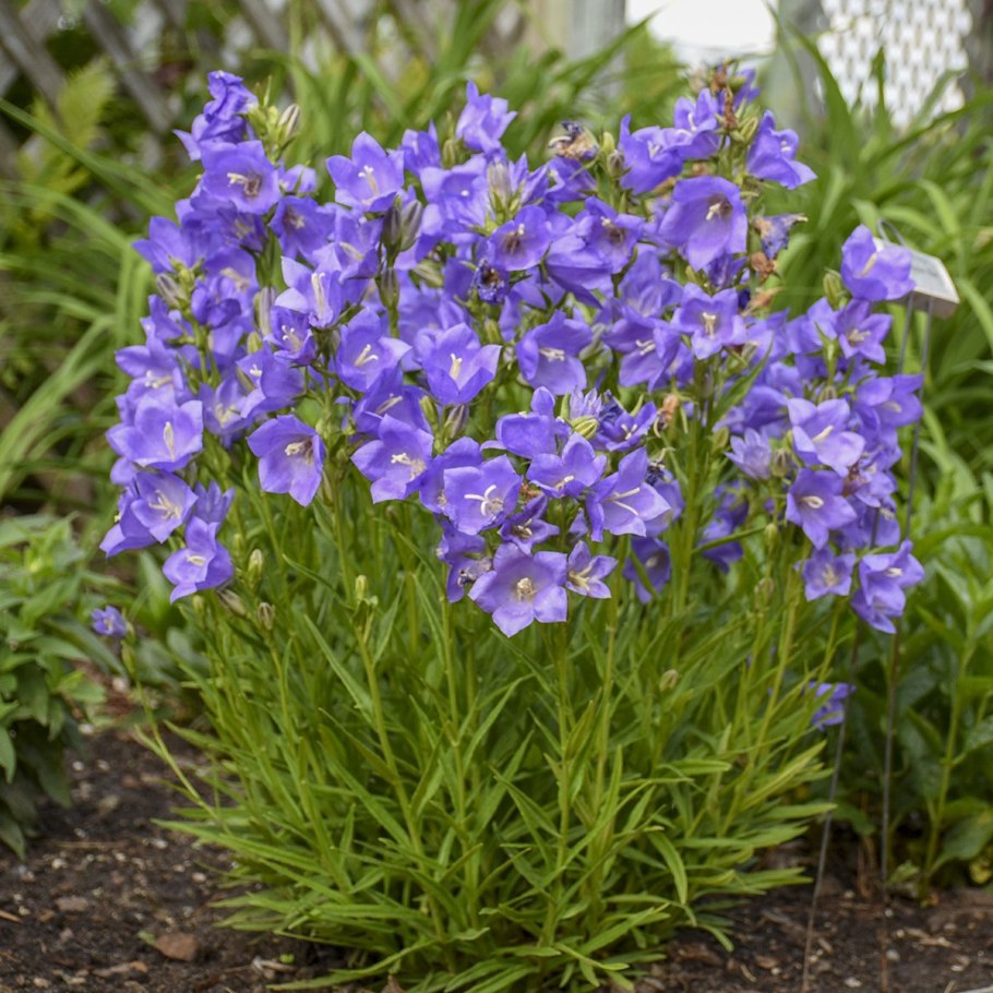 Колокольчик персиколистный (Campanula persicifolia &#96;Takion Blue&#96;)