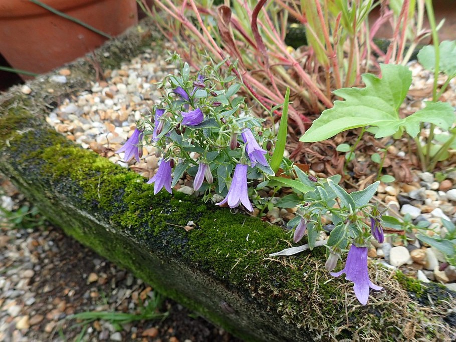 Campanula tommasiniana
