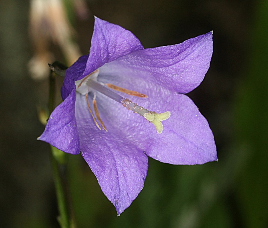 Колокольчики белые цветы Лилия