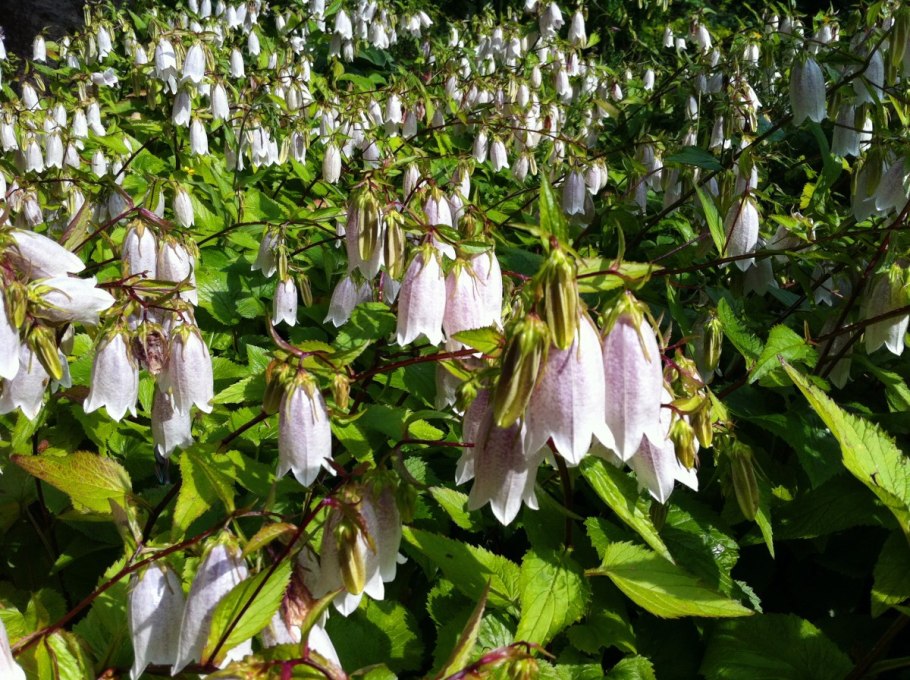 Колокольчик точечный Такесима