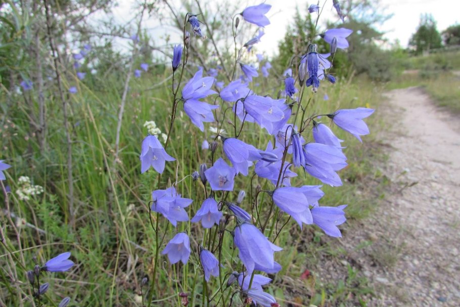 Колокольчик Карпатский (Campanula Carpatica)