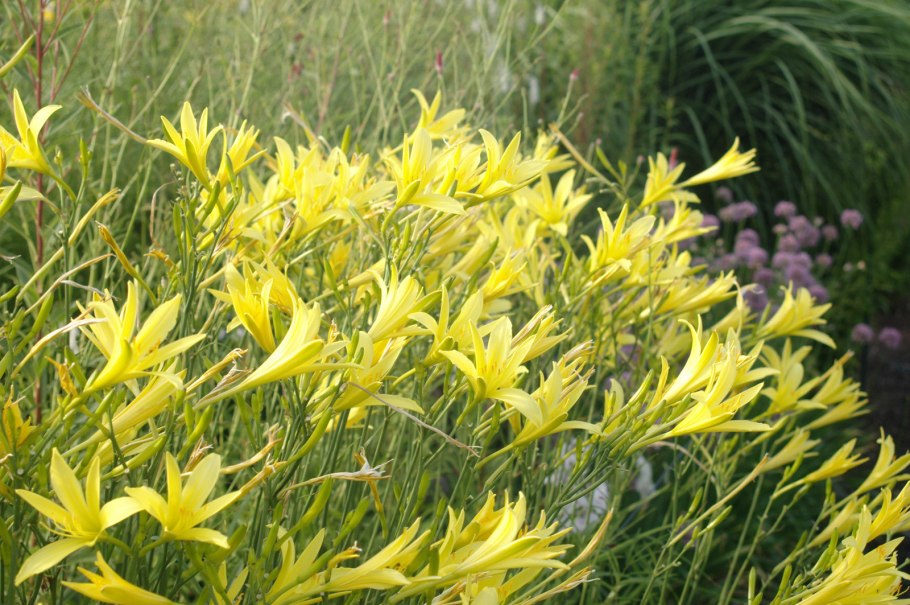 Колокольчик скученный Campanula glomerata