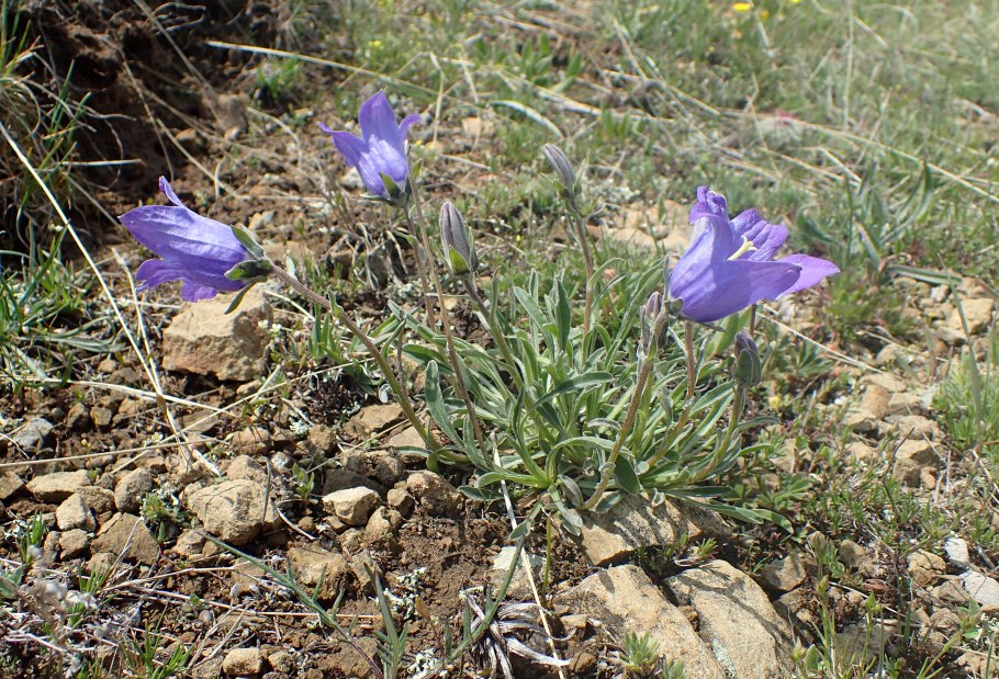 Campanula tridentata