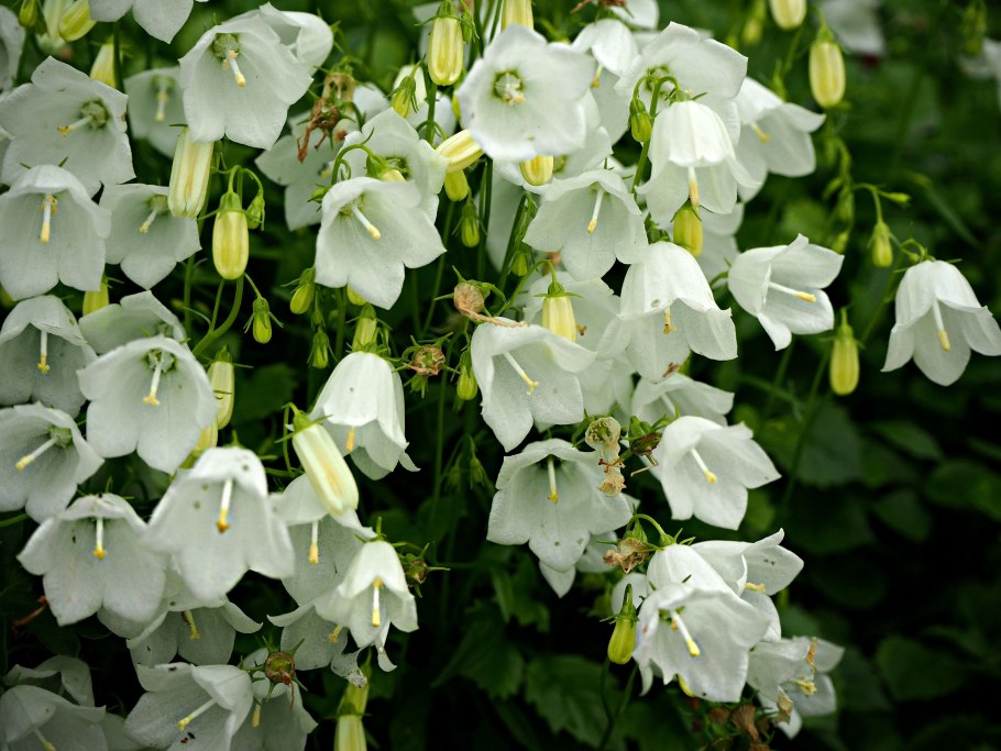 Колокольчик мелкоцветковый белый