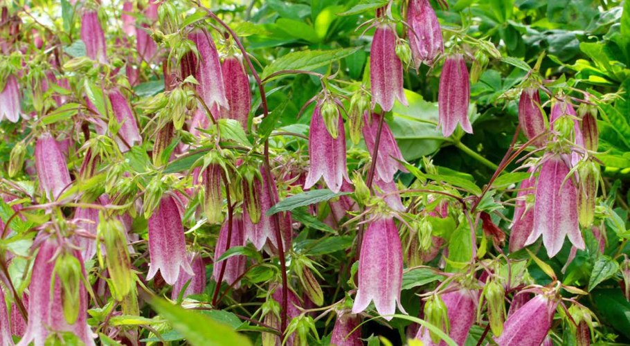 Колокольчик точечный такесимана