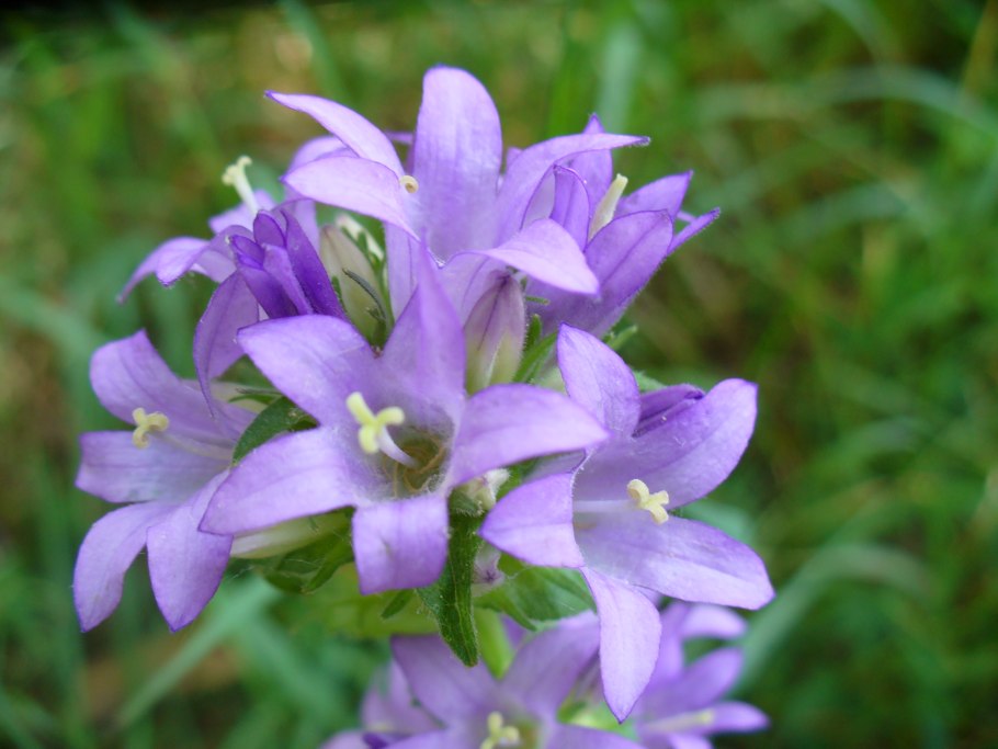 Колокольчик скученный дикий цветок