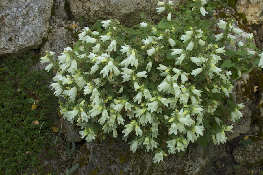 Колокольчик круглолистный