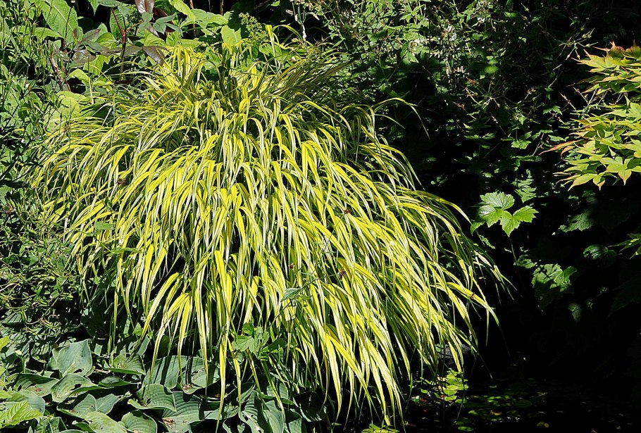 Кортадерия Голден Гоблин