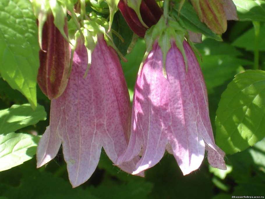 Колокольчик поникающий