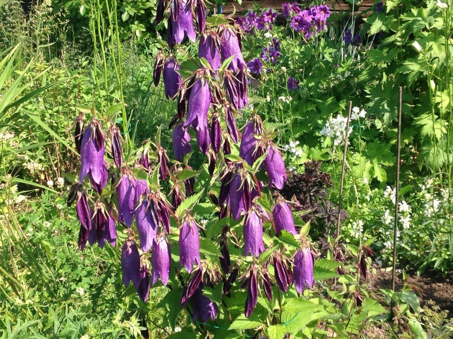 Колокольчик гибридный Sarastro (Сарастро)