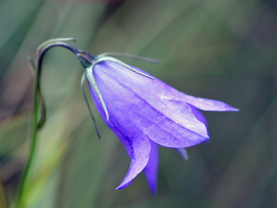 Колокольчик круглолистный растение