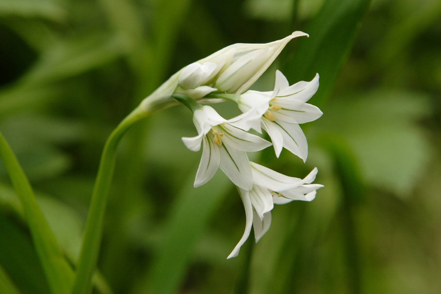 Колокольчик миссис Ван ФОЛЕНХОВЕН Mrs van Vollenhoven