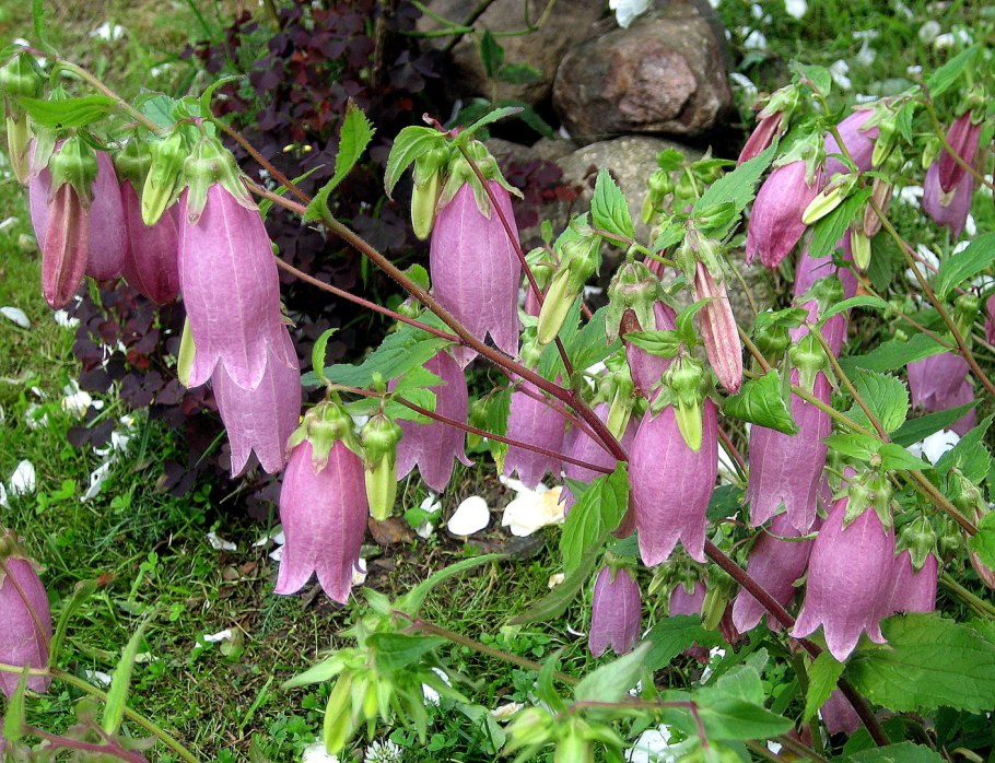 Колокольчик на английском