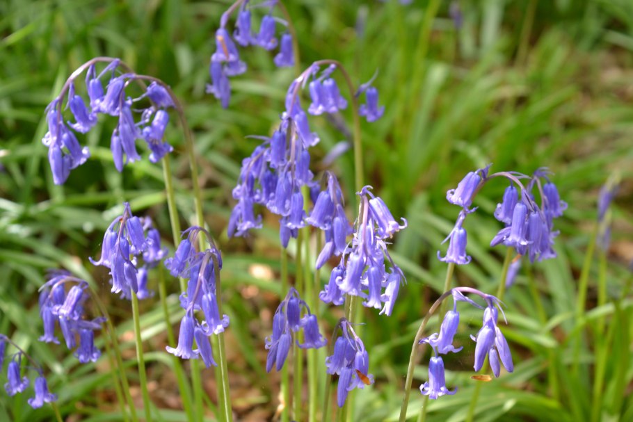 Колокольчик крапиволистный