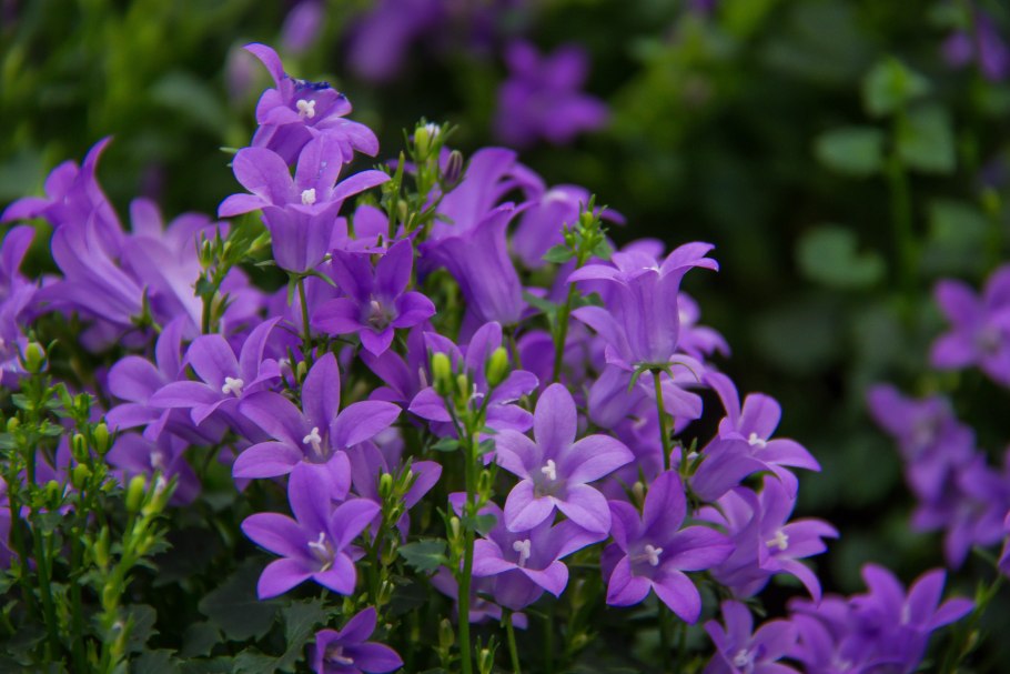 Колокольчик точечный Панталунс