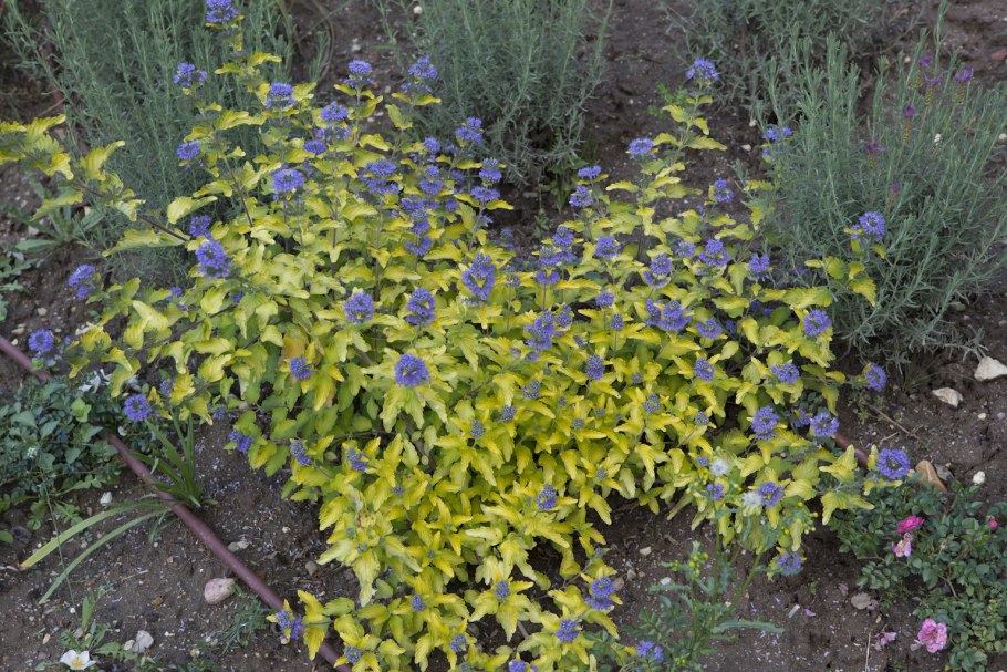 Колокольчик такесимана