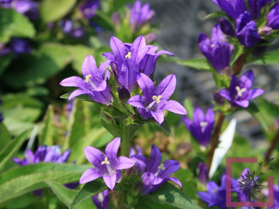 Колокольчик Кампанула