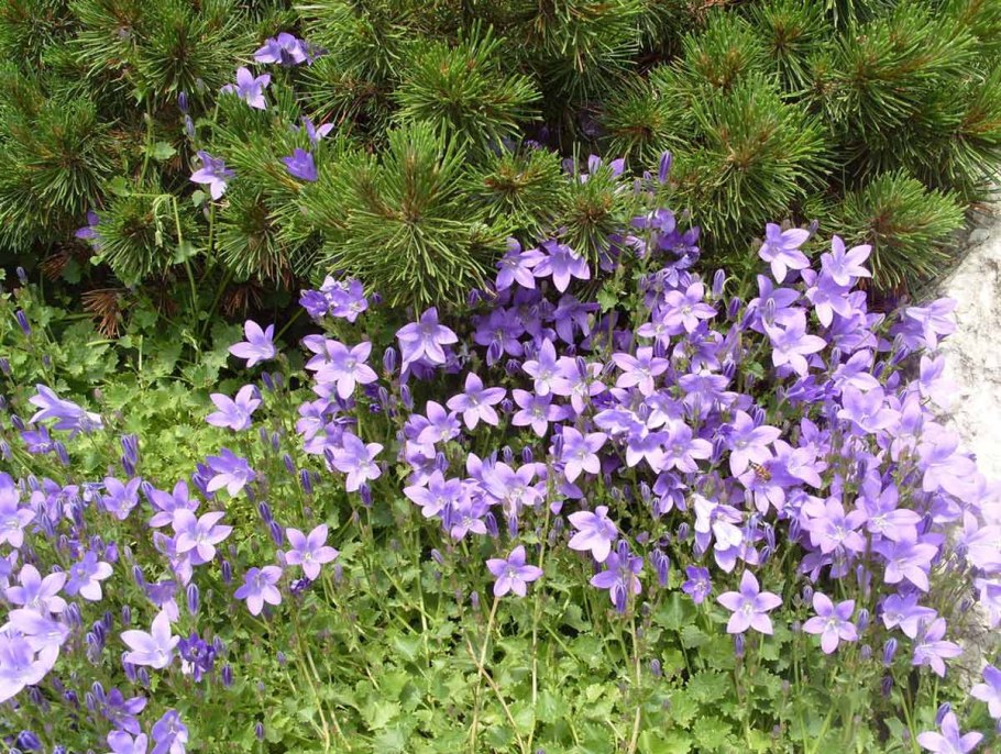 Колокольчик реснитчатый цветок