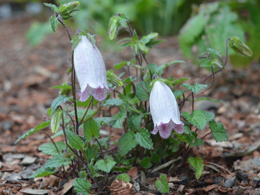 Колокольчик Пржевальского