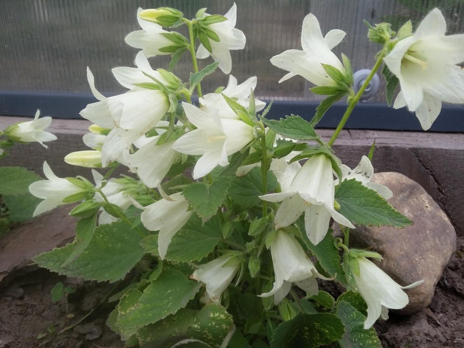 Белые колокольчики Абхазии