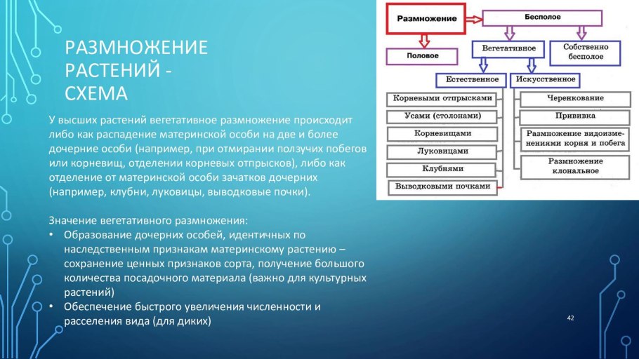 Размножение клубнелуковицами гладиолуса