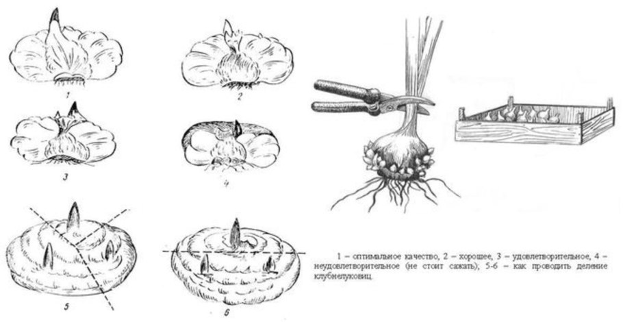 Типы луковиц