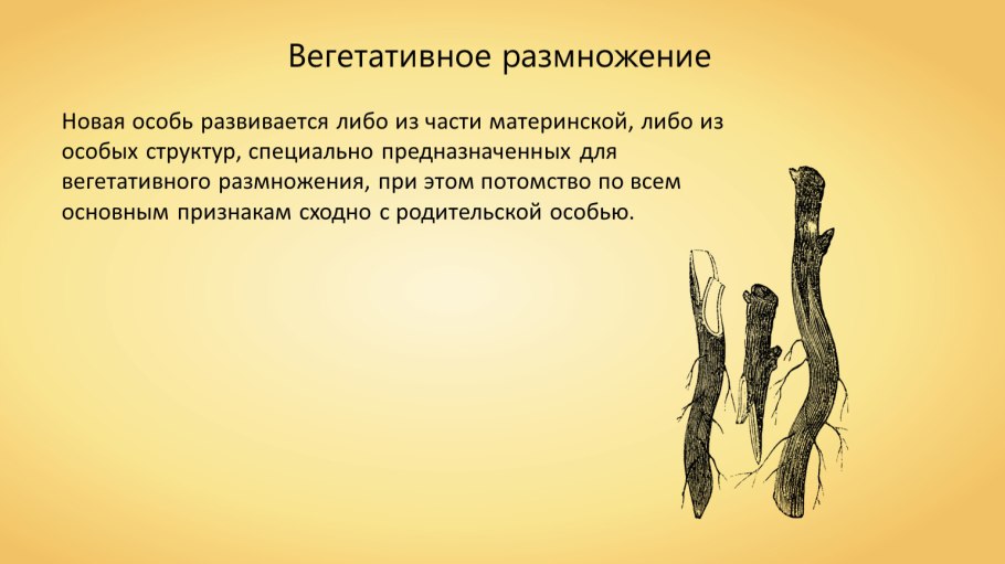 Системы органов растений