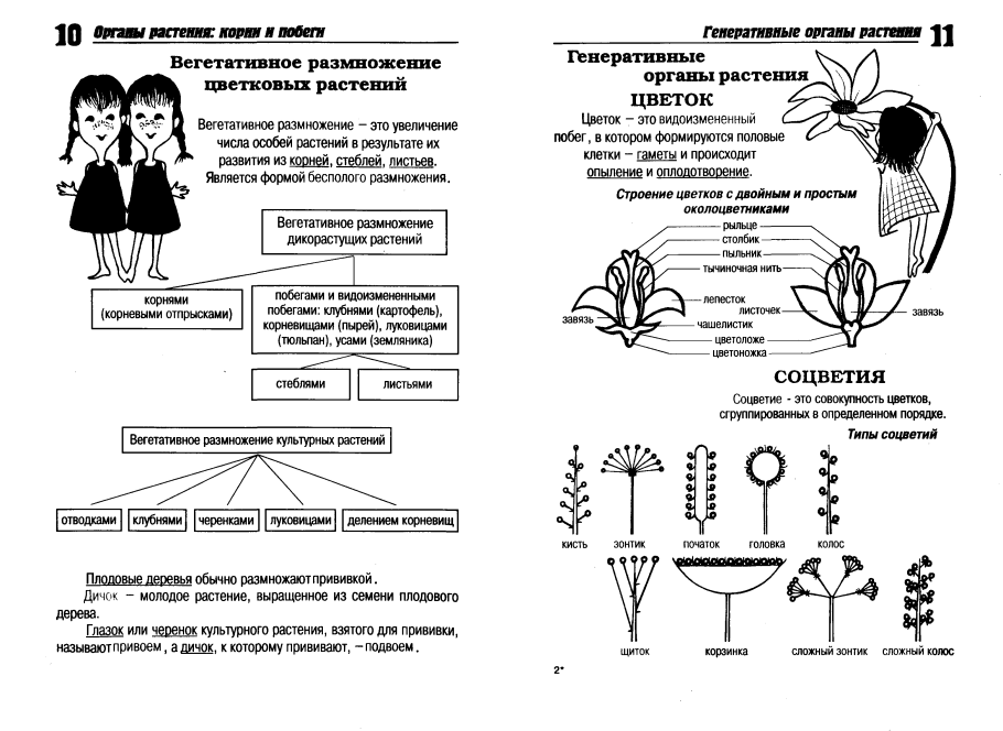 Таблицы по ботанике при подготовке к ЕГЭ