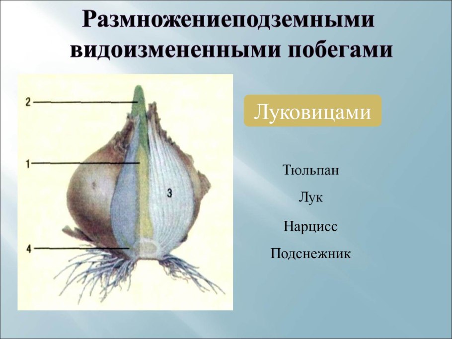 Размножение растений луковицами 6 класс