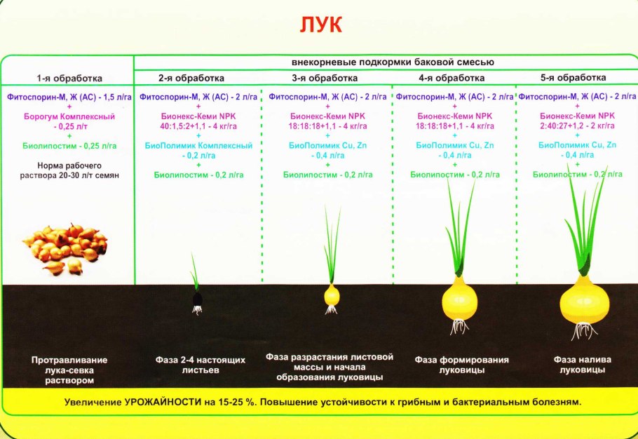 Схема подкормок для репчатого лука