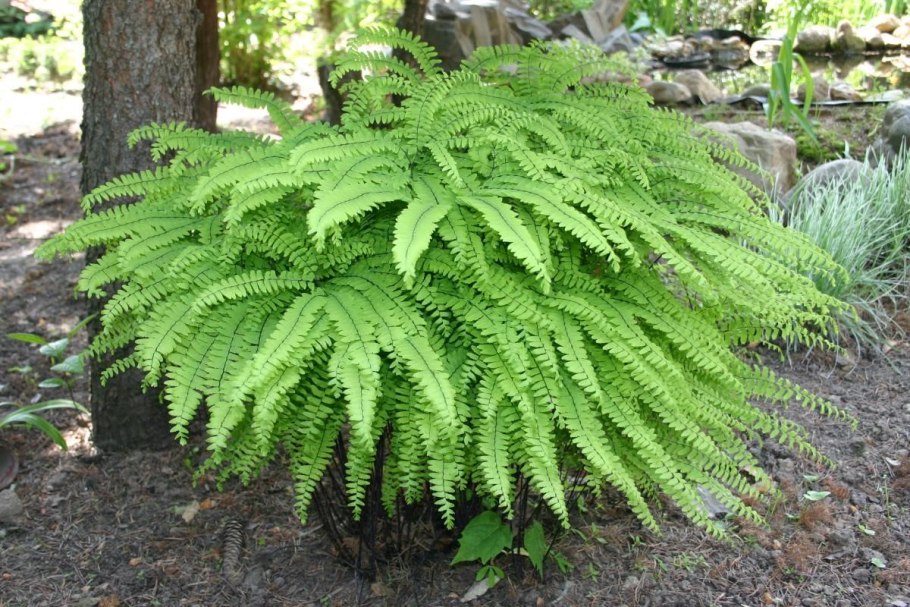 Папоротник стоповидный