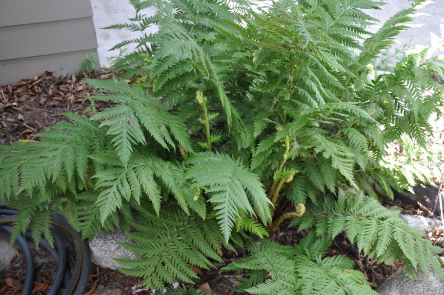 Вудвардия папоротник