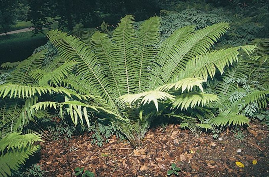 Мatteuccia struthiopteris (страусник обыкновенный)