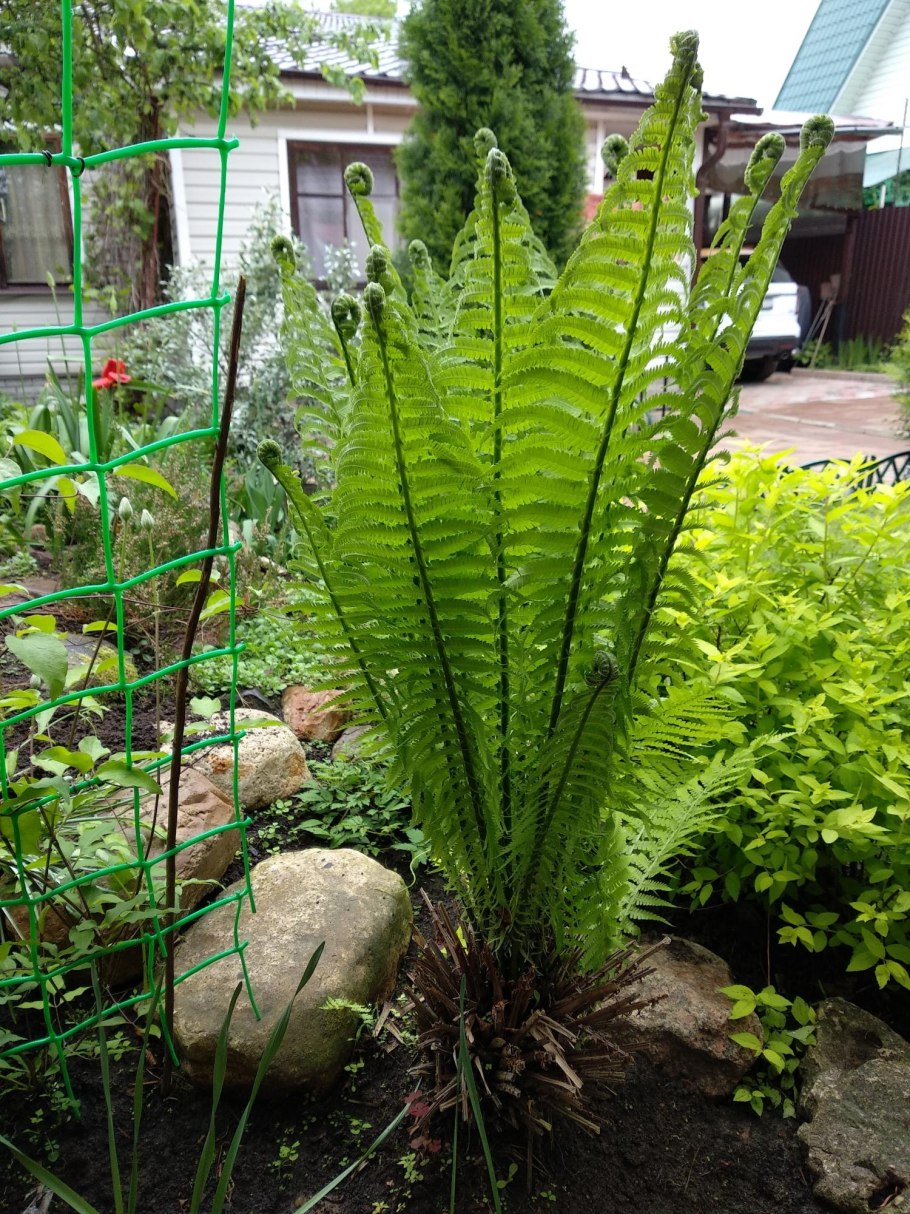 Папоротник садовый страусник